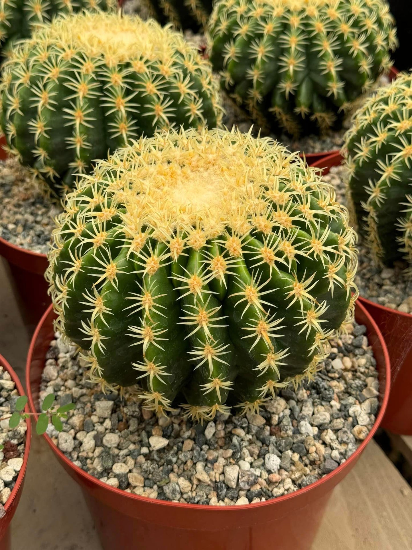 Echinocactus grusonii brevispinus