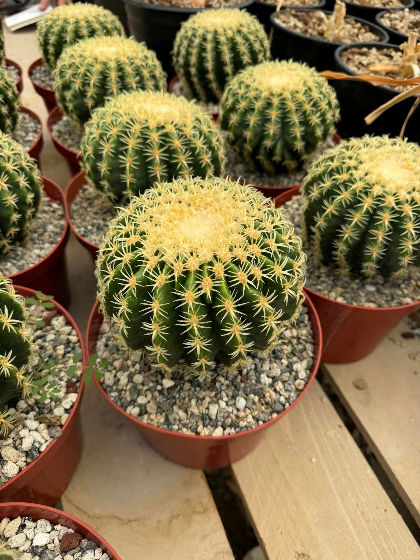 Echinocactus grusonii brevispinus