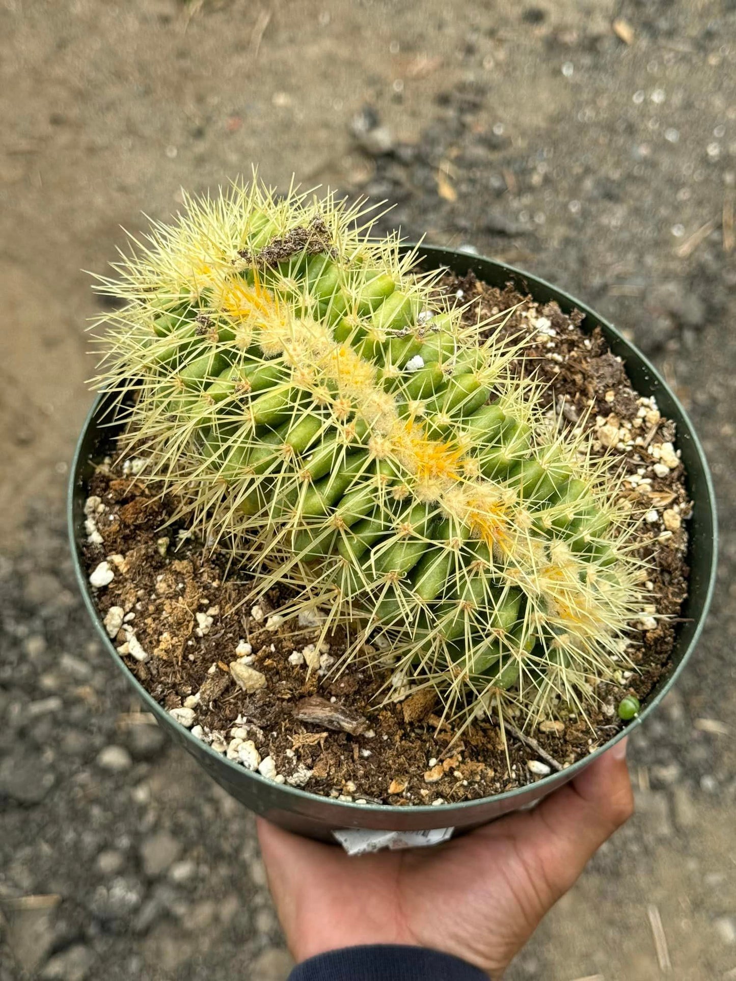 Echinocactus grusonii crestado