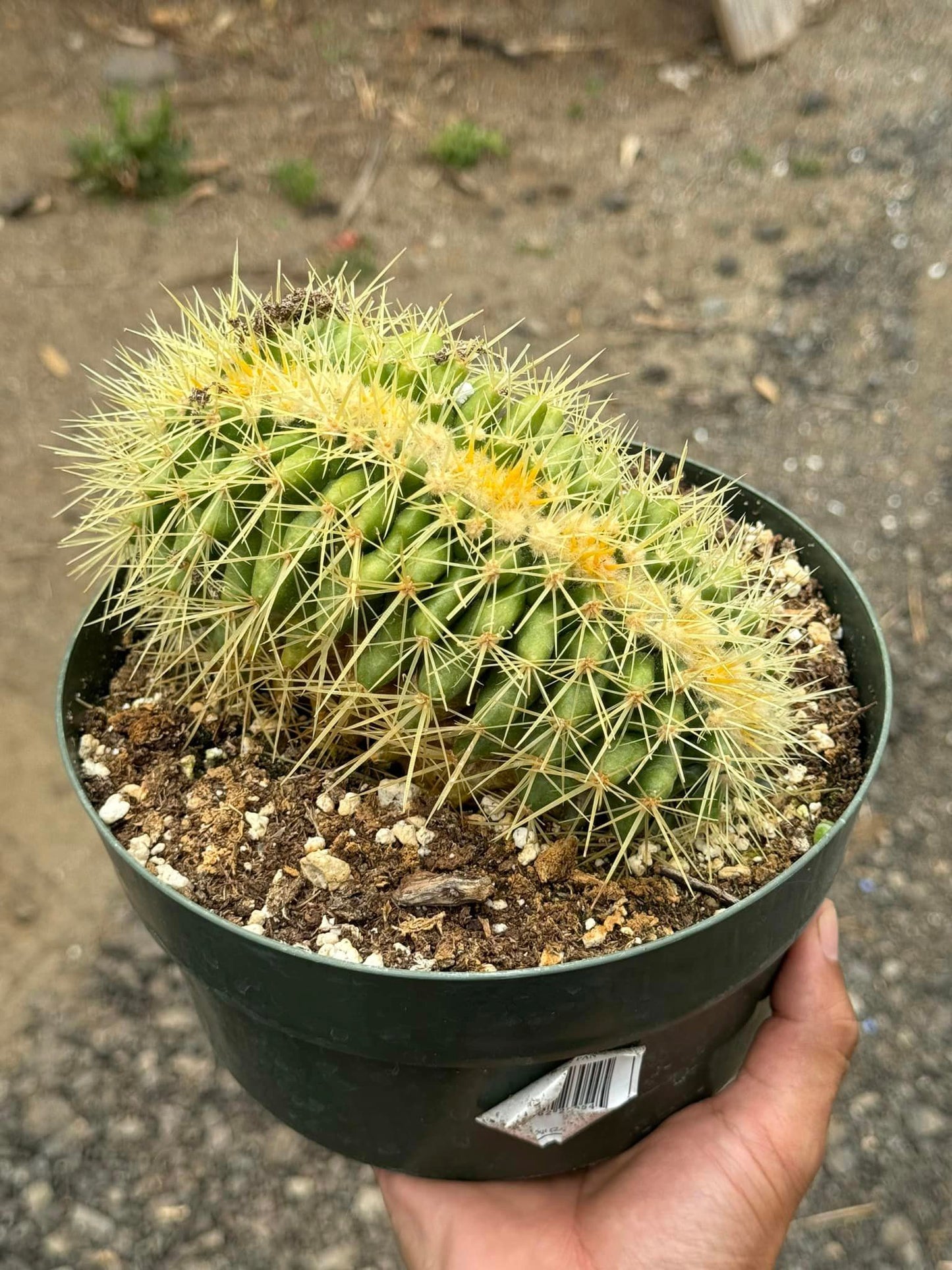 Echinocactus grusonii crestado