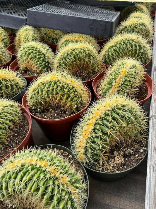 Echinocactus grusonii crestado