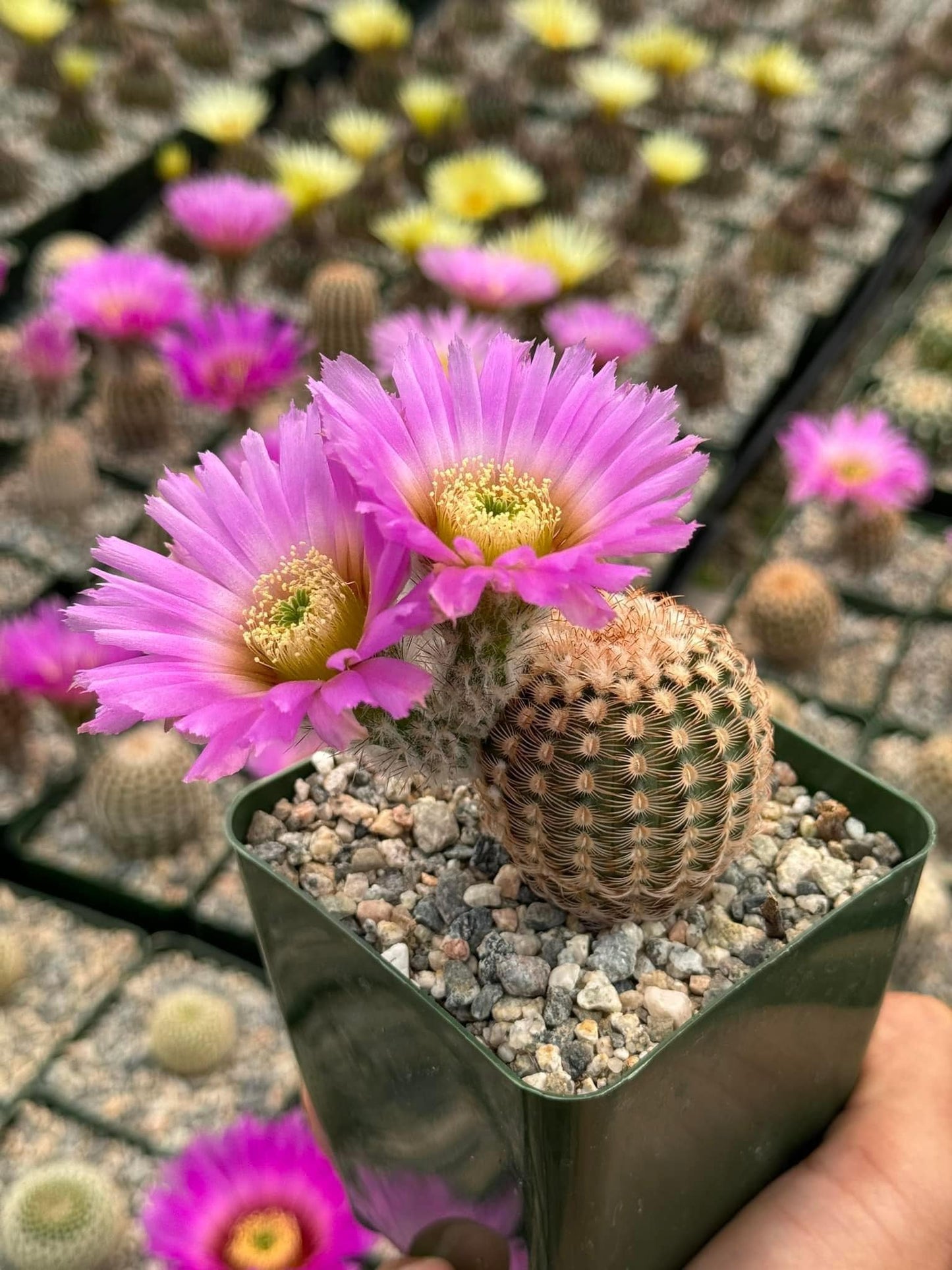 Echinocereus reinchenbachii var. Minor