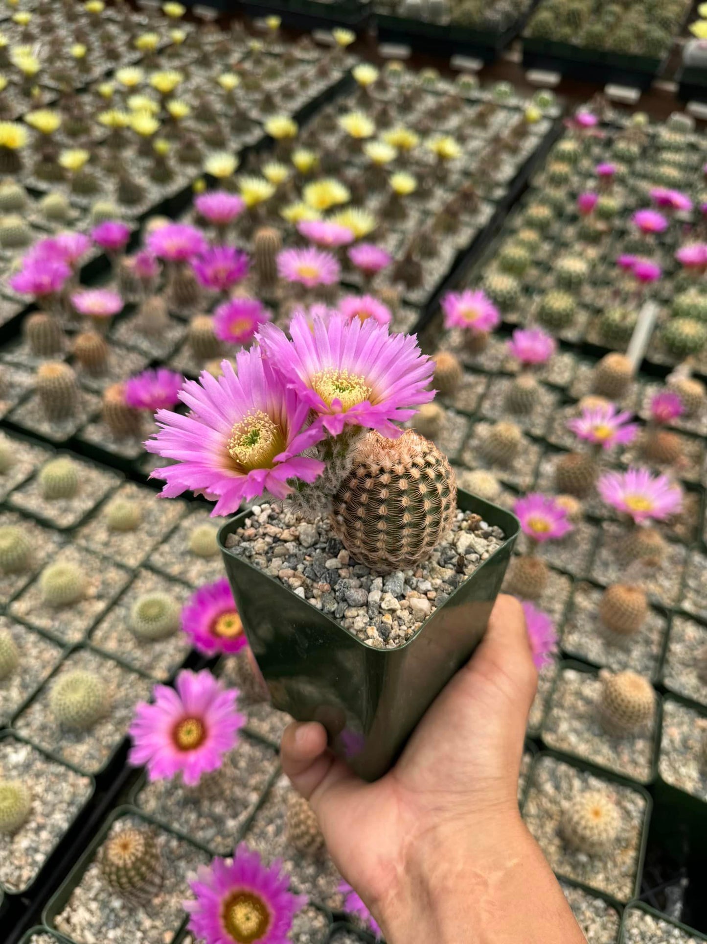 Echinocereus reinchenbachii var. Minor