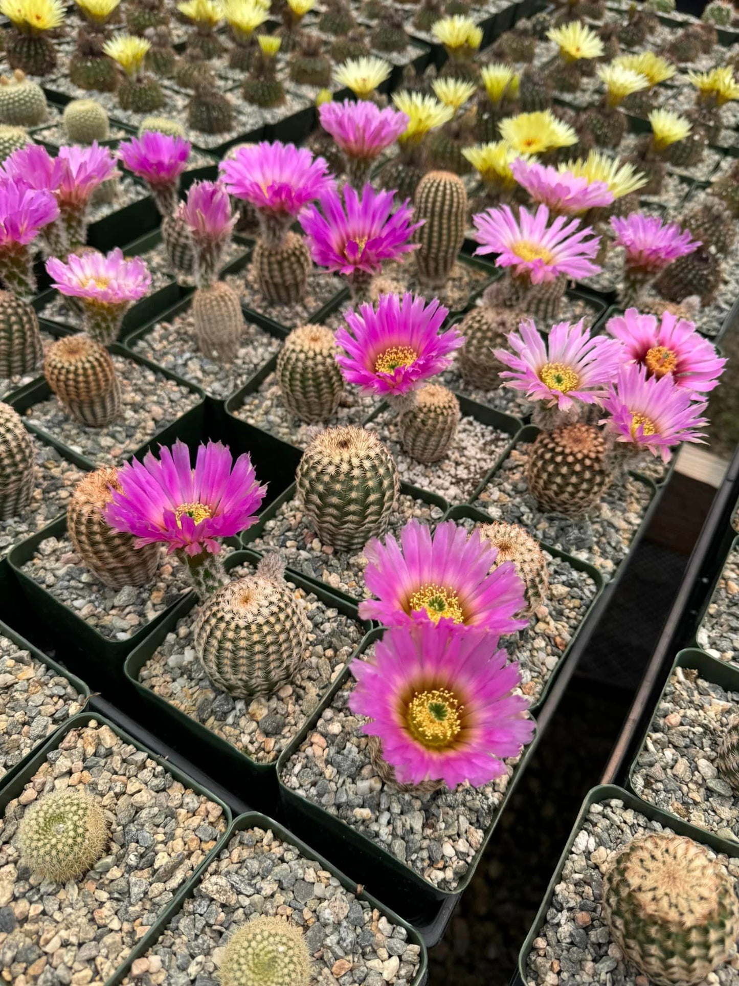 Echinocereus reinchenbachii var. Minor