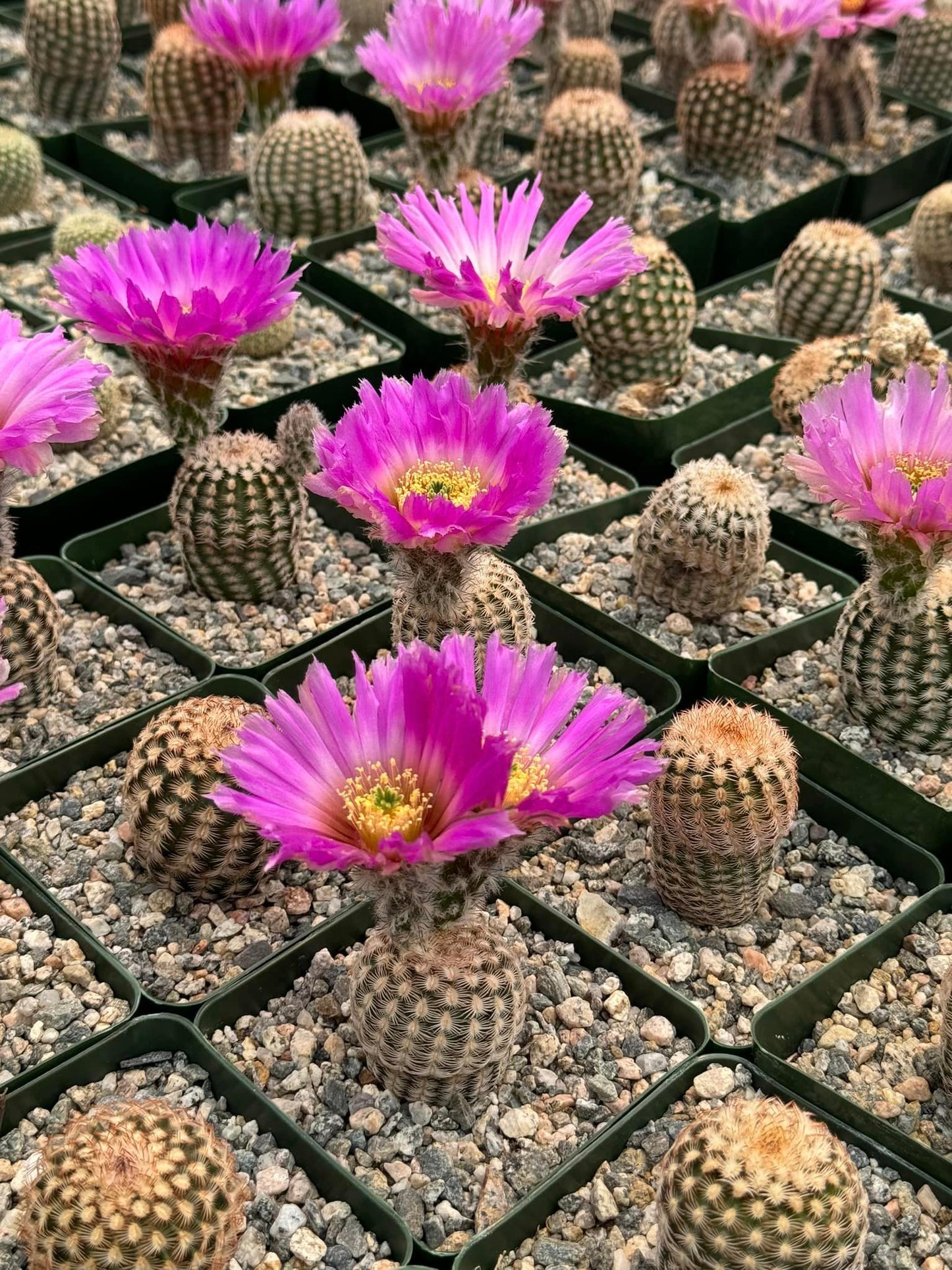 Echinocereus reinchenbachii var. Minor