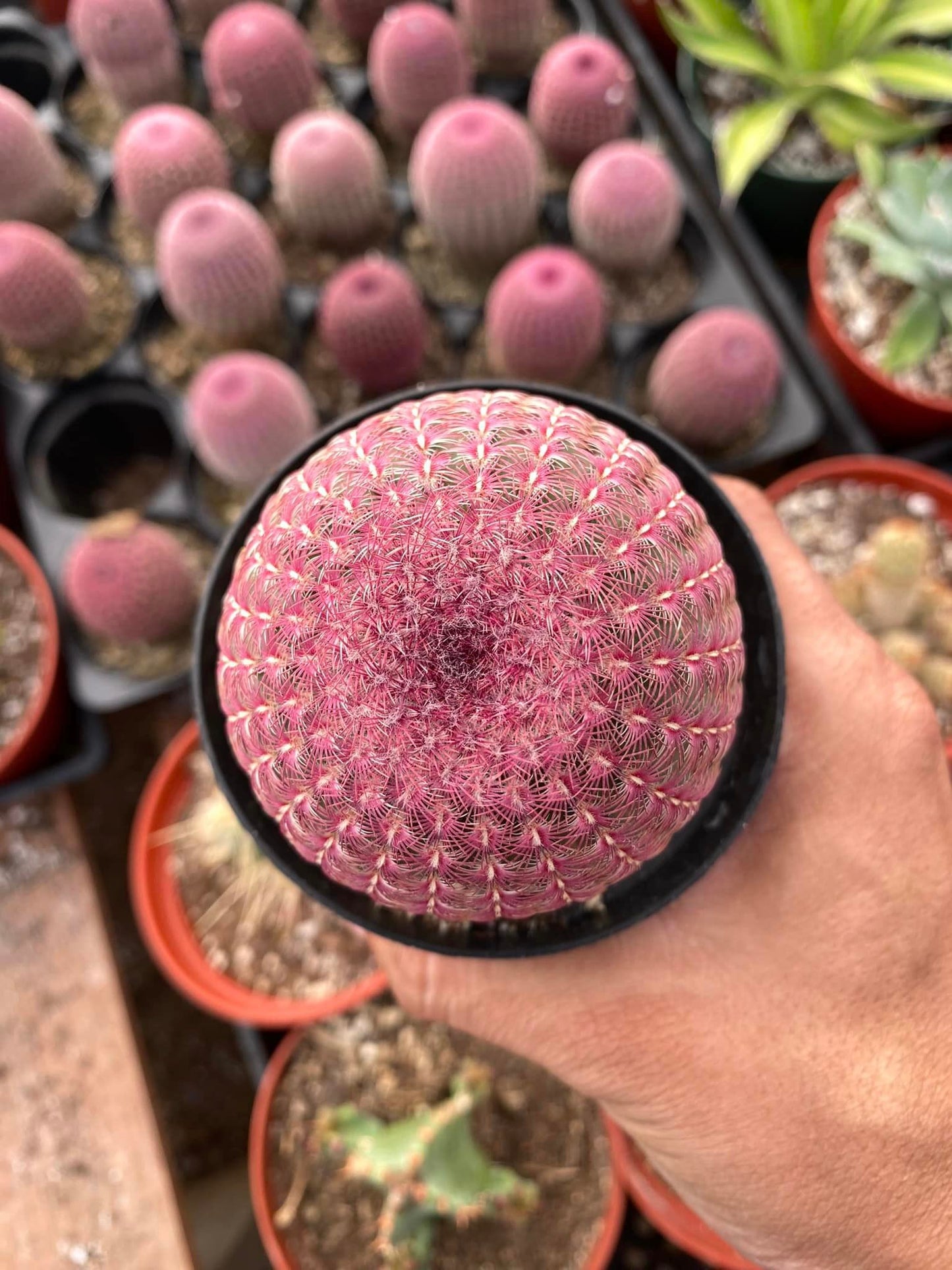 Echinocereus rubispinus