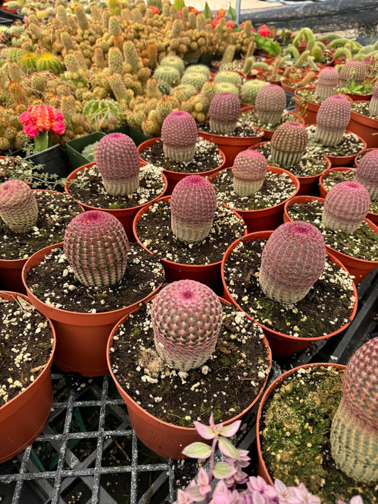 Echinocereus rubispinus