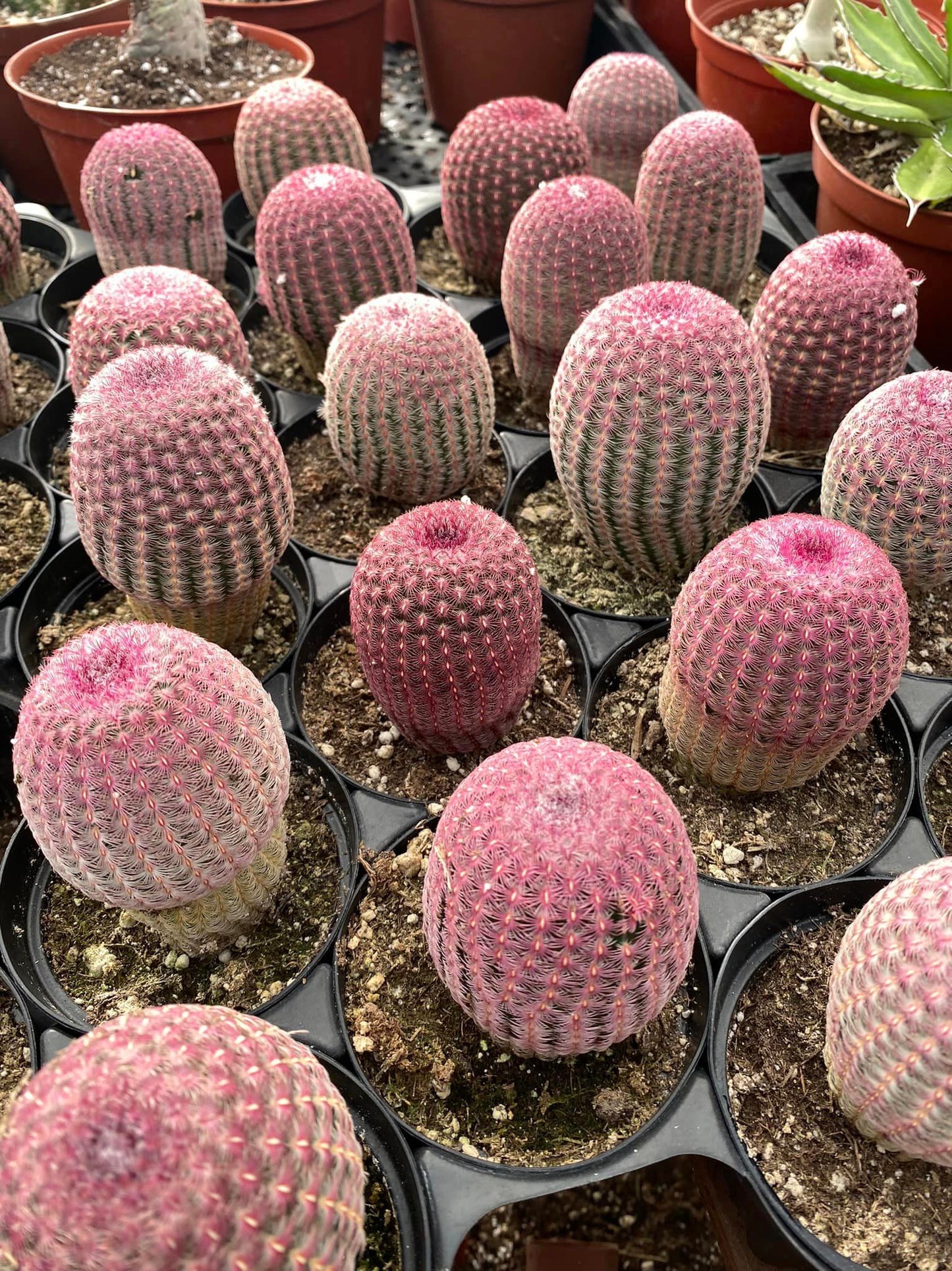 Echinocereus rubispinus