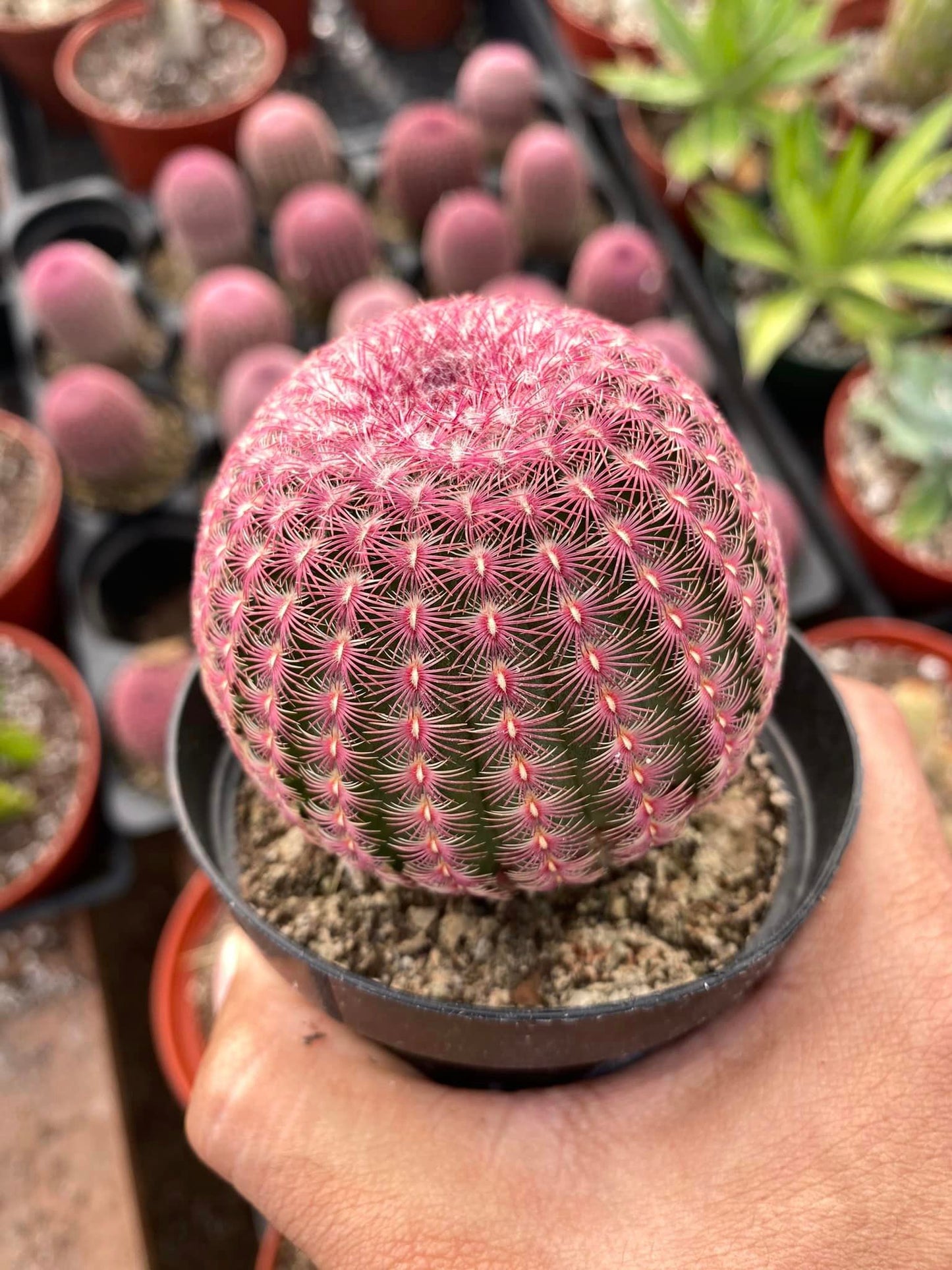 Echinocereus rubispinus