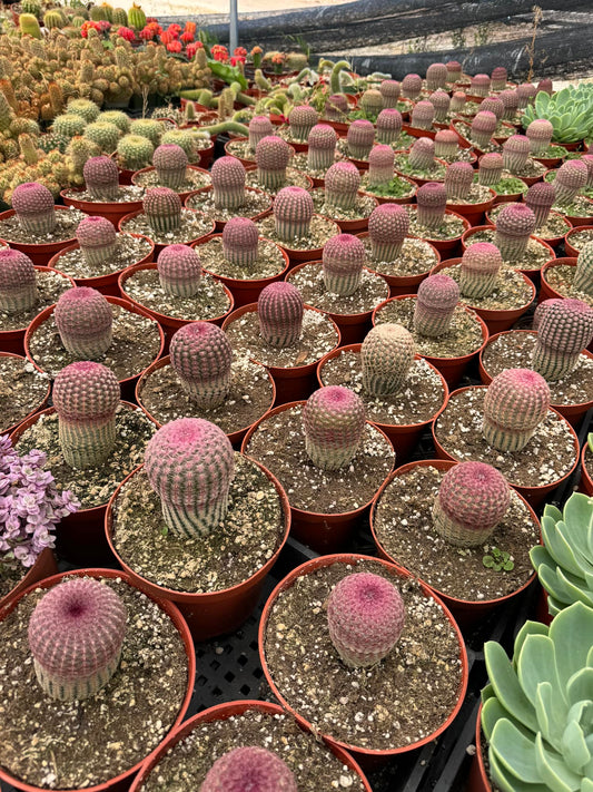 Echinocereus rubispinus