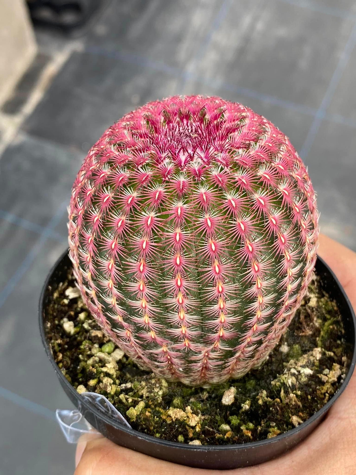 Echinocereus rubispinus