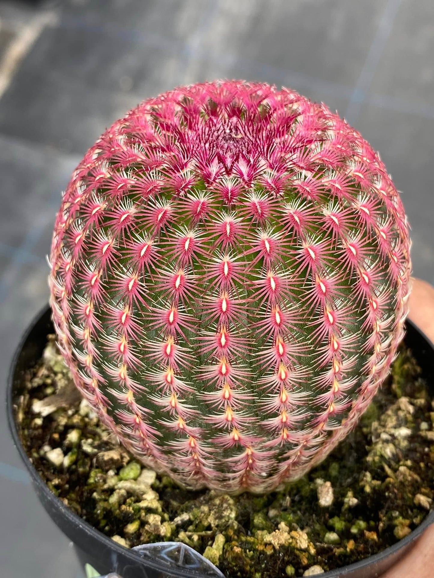 Echinocereus rubispinus