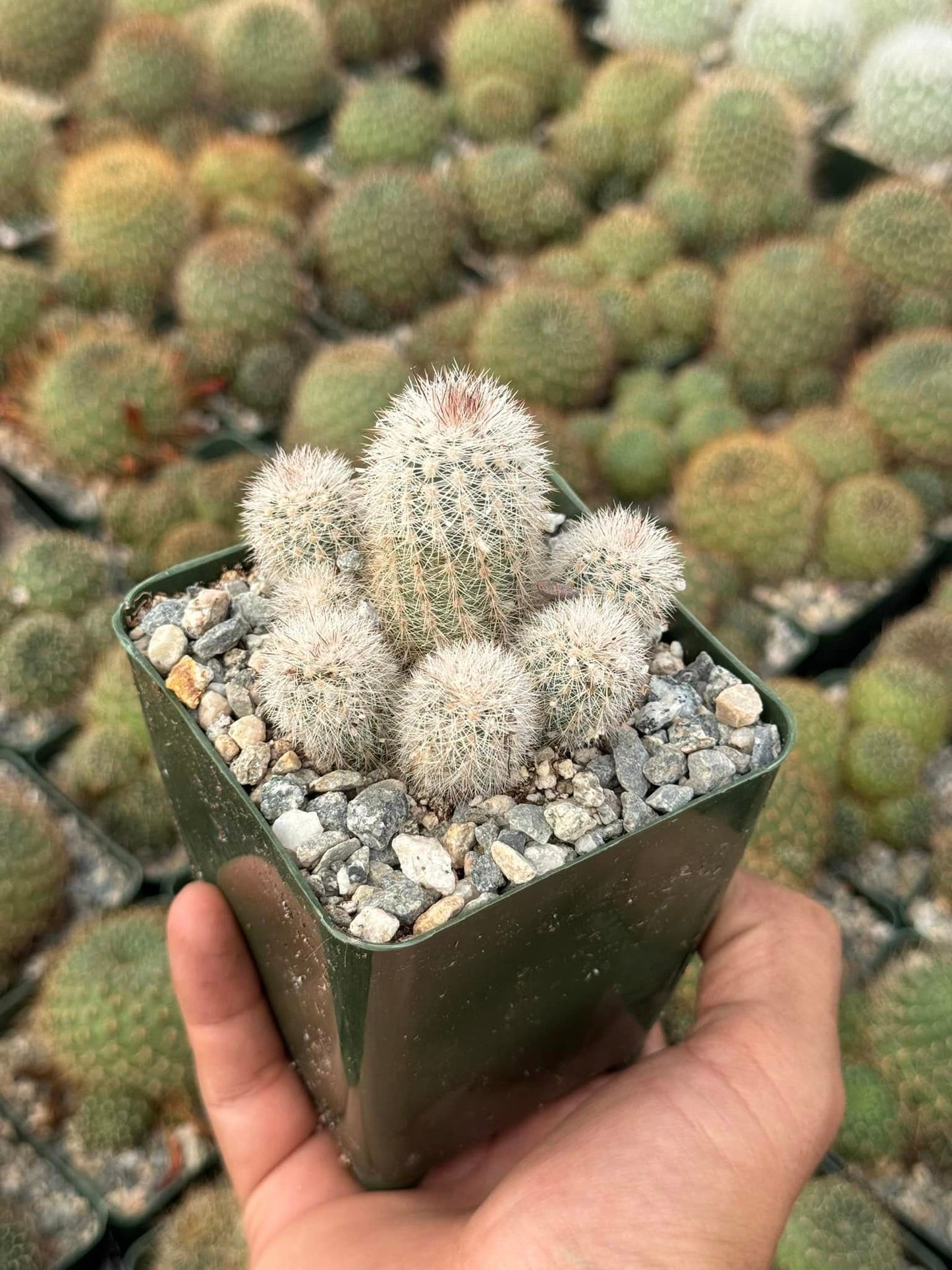 Echinocereus laui