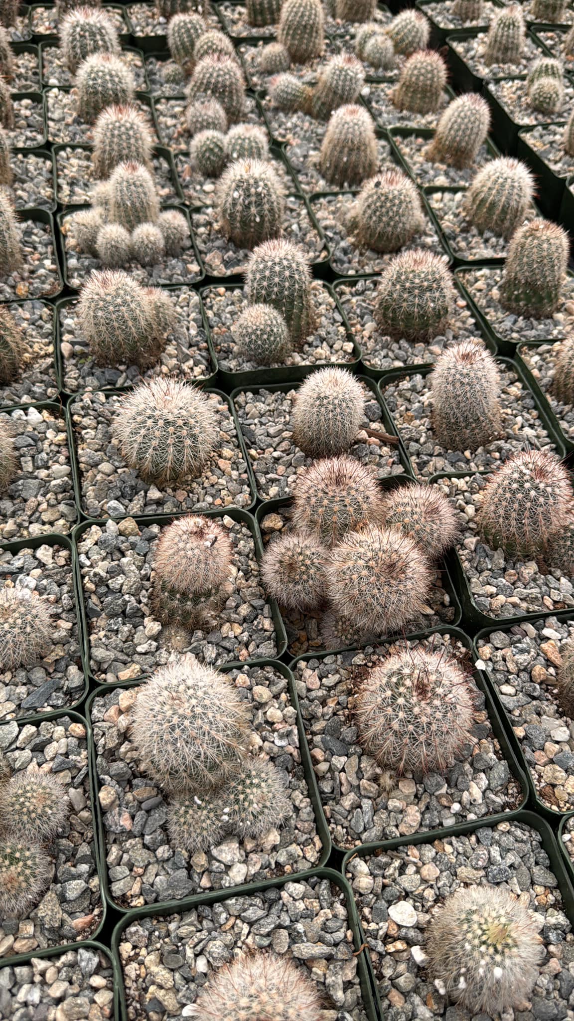 Echinocereus laui