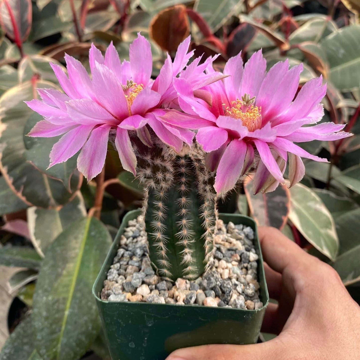 Echinocereus reichenbachii var. Albertii