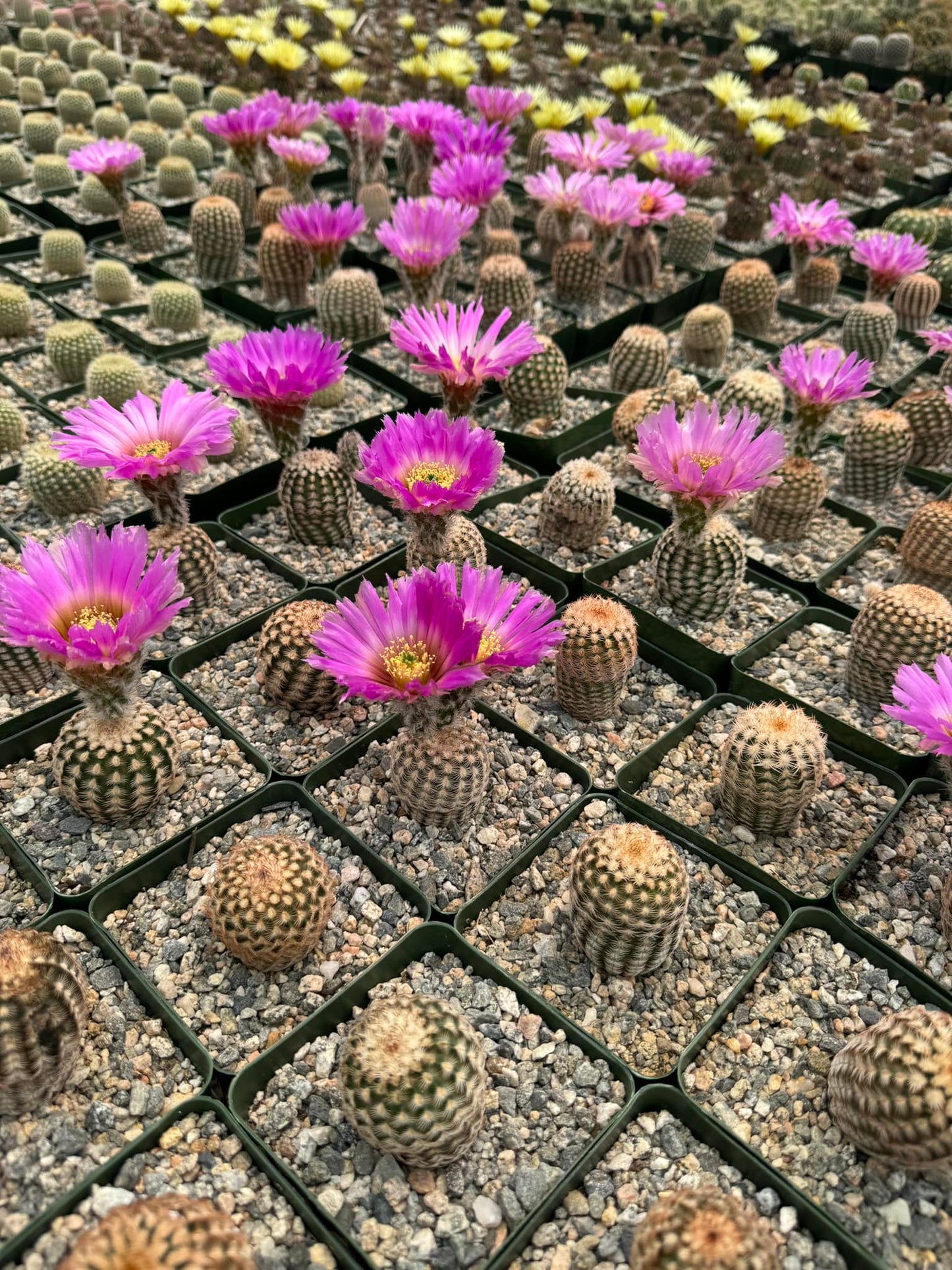 Echinocereus reinchenbachii var. Minor