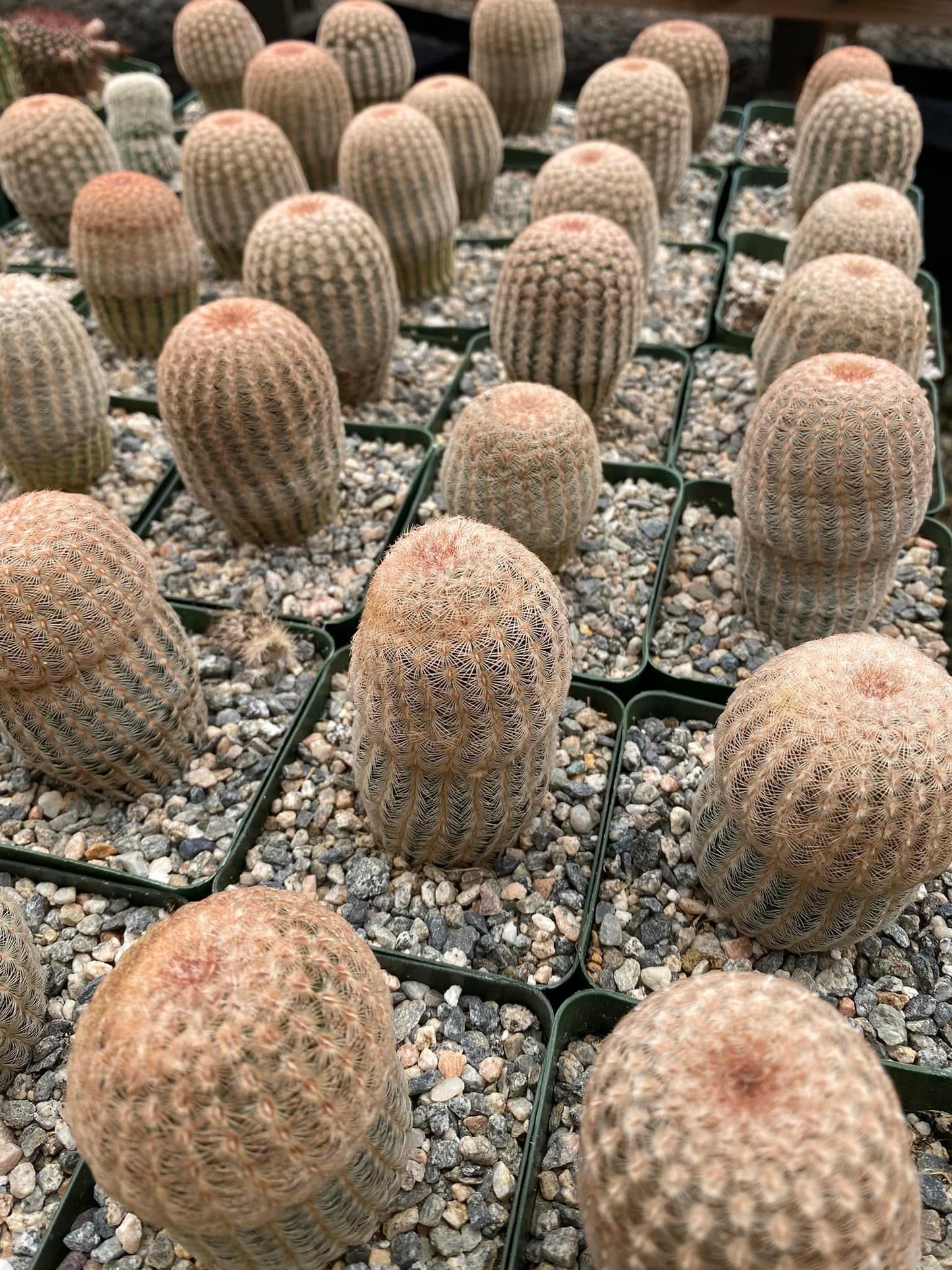 Echinocereus rigidissimus v. albispinus