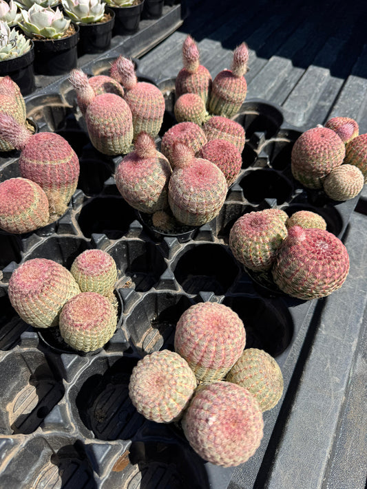 Echinocereus rubispinus cluster