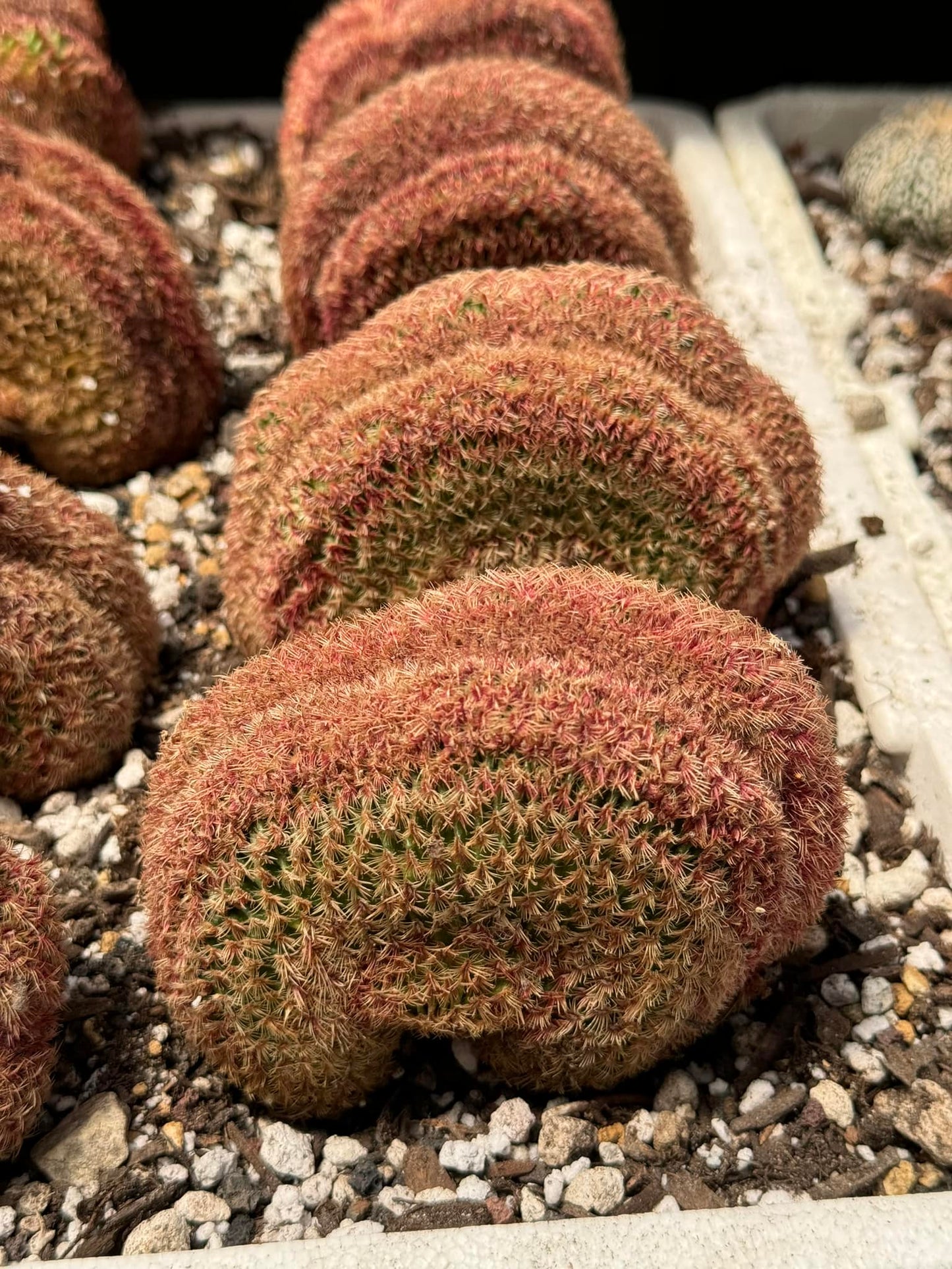 Echinocereus rubispinus cristata