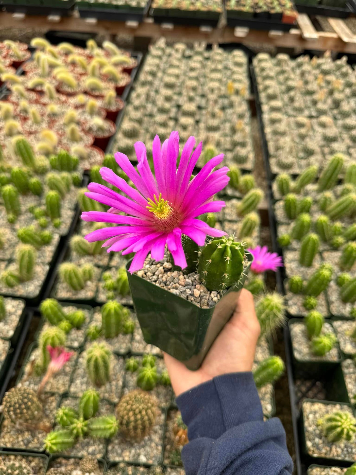 Echinocereus viereckii