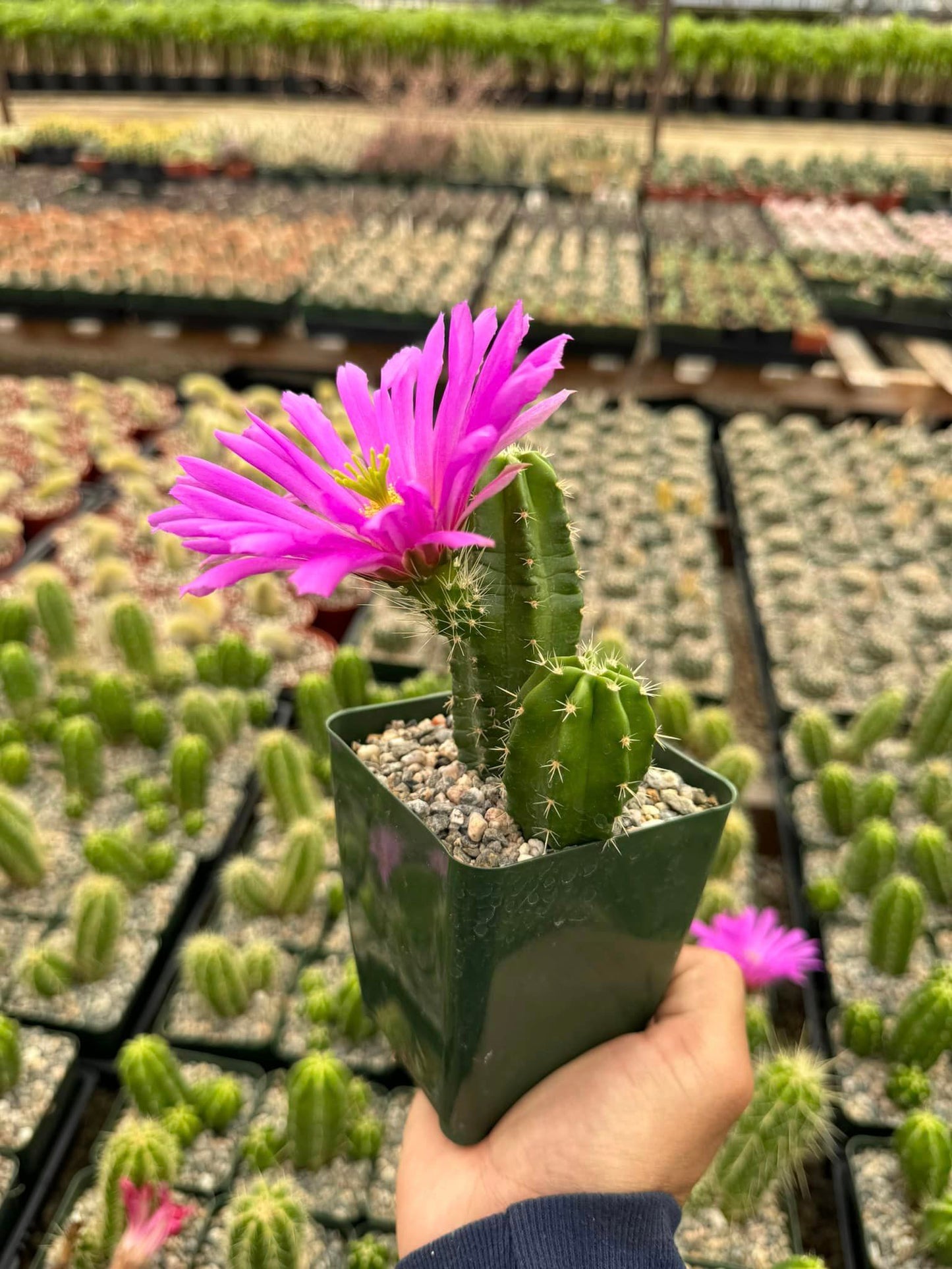 Echinocereus viereckii