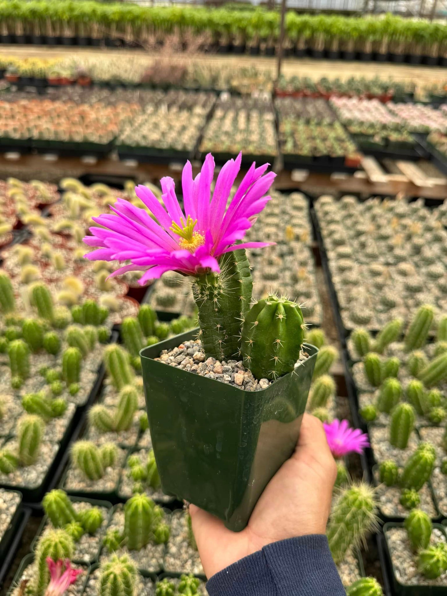 Echinocereus viereckii