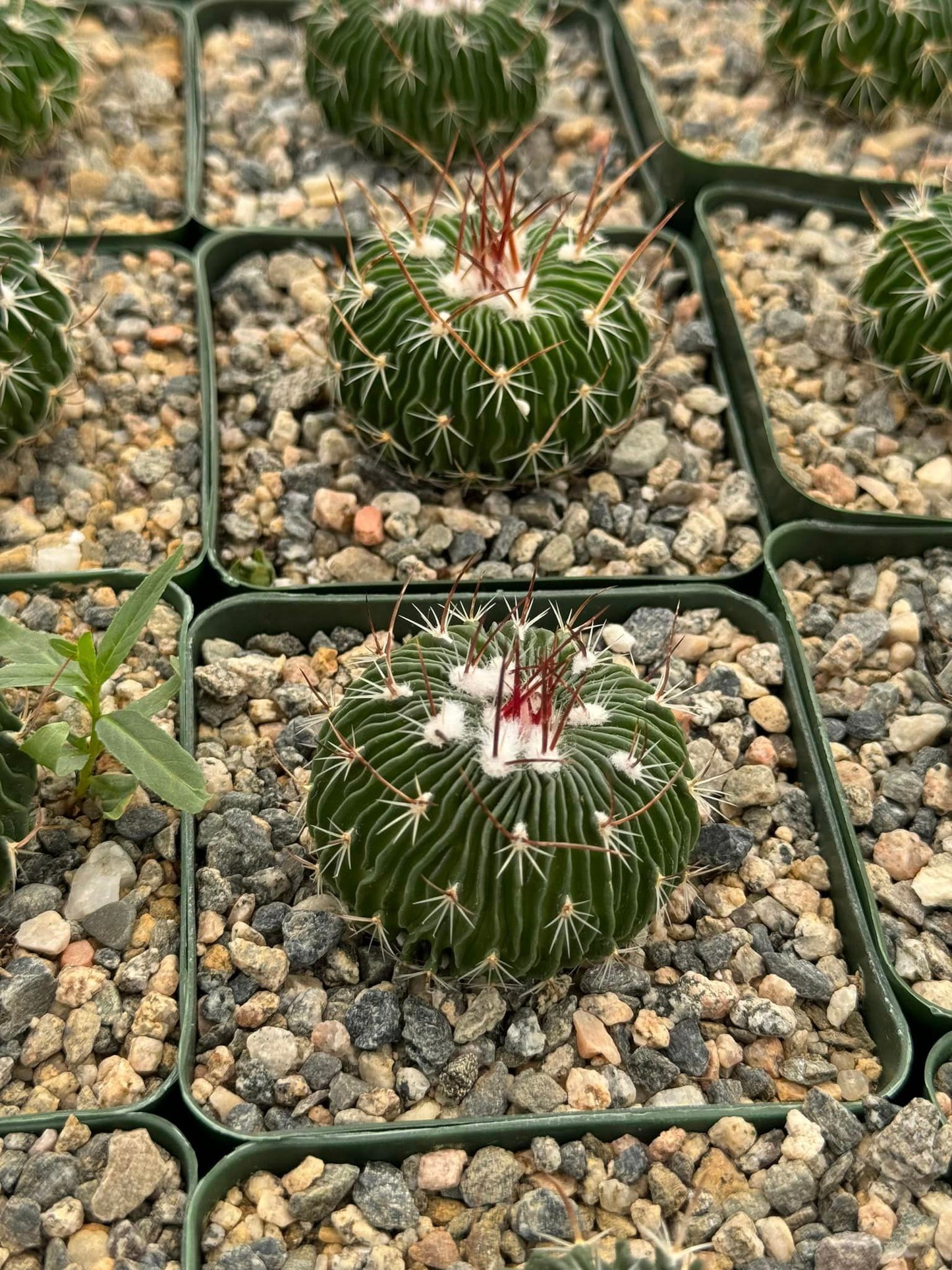 Echinofossolocactus multicostatum