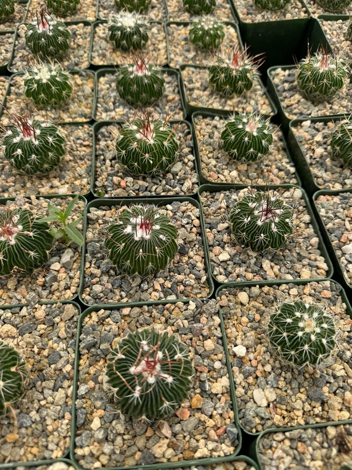 Echinofossolocactus multicostatum