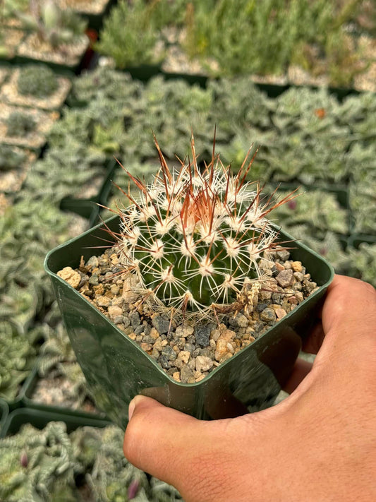 Echinofossolocactus ochoterenaus