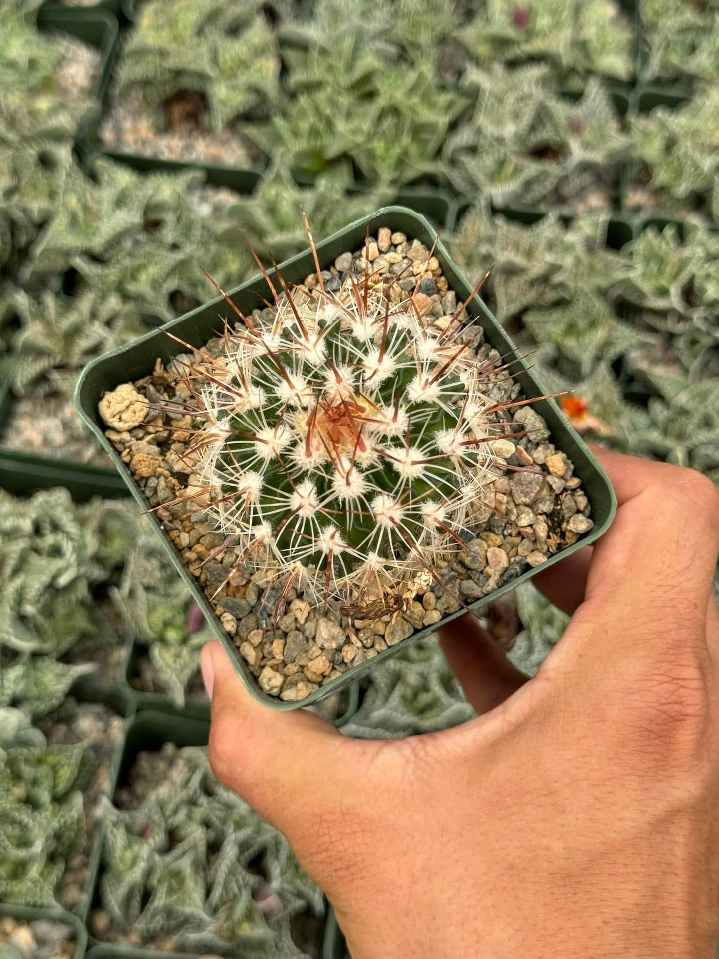 Echinofossolocactus ochoterenaus