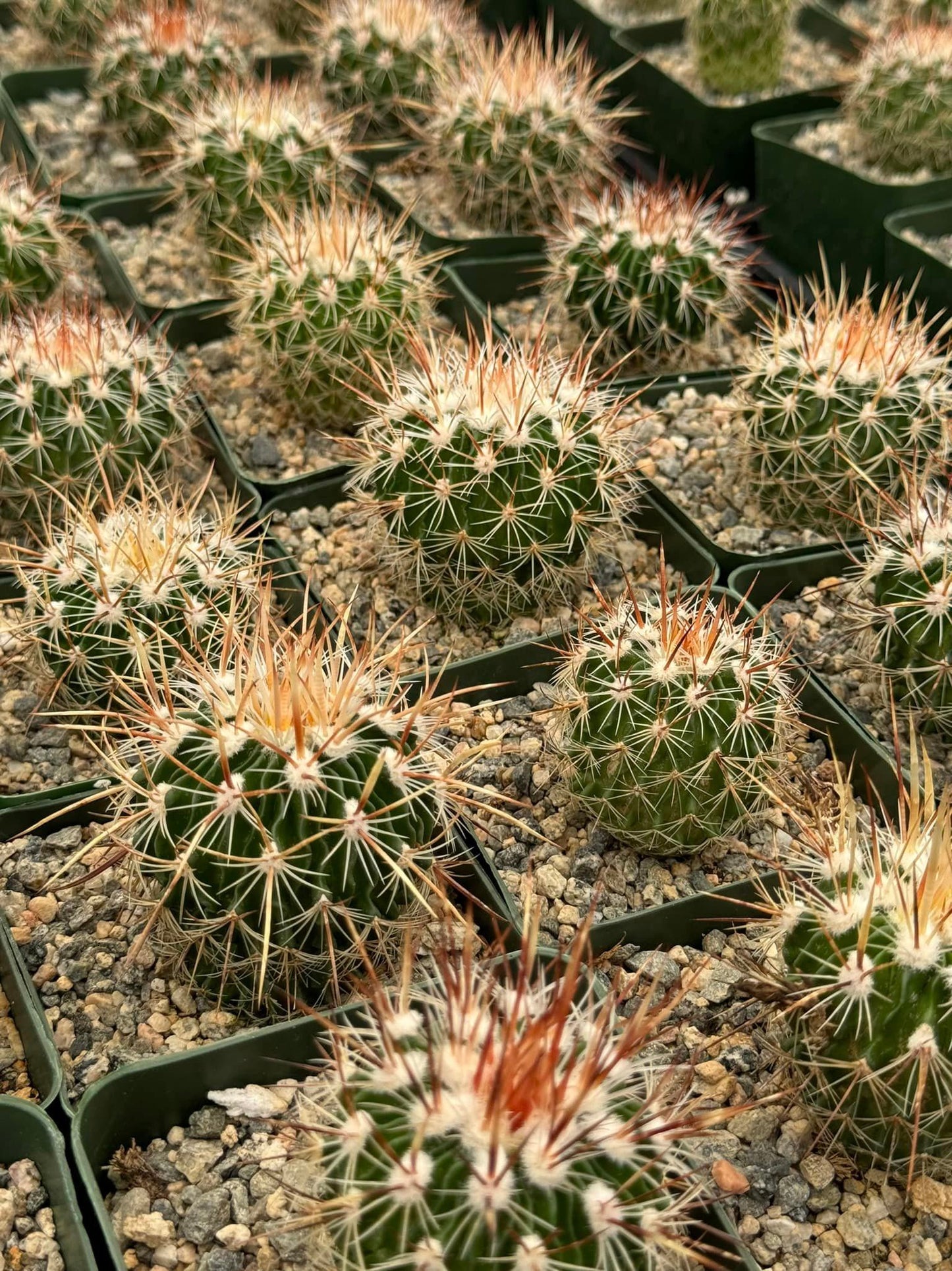 Echinofossolocactus ochoterenaus