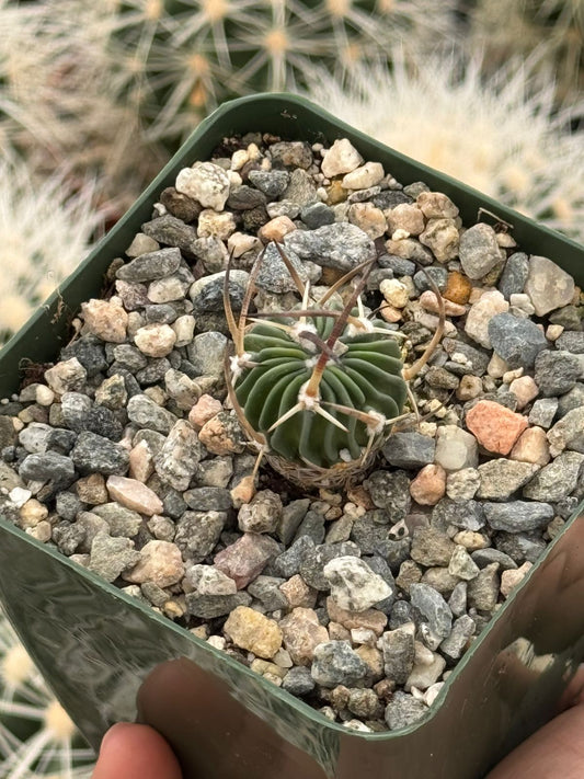 Echinofossolocactus ri8