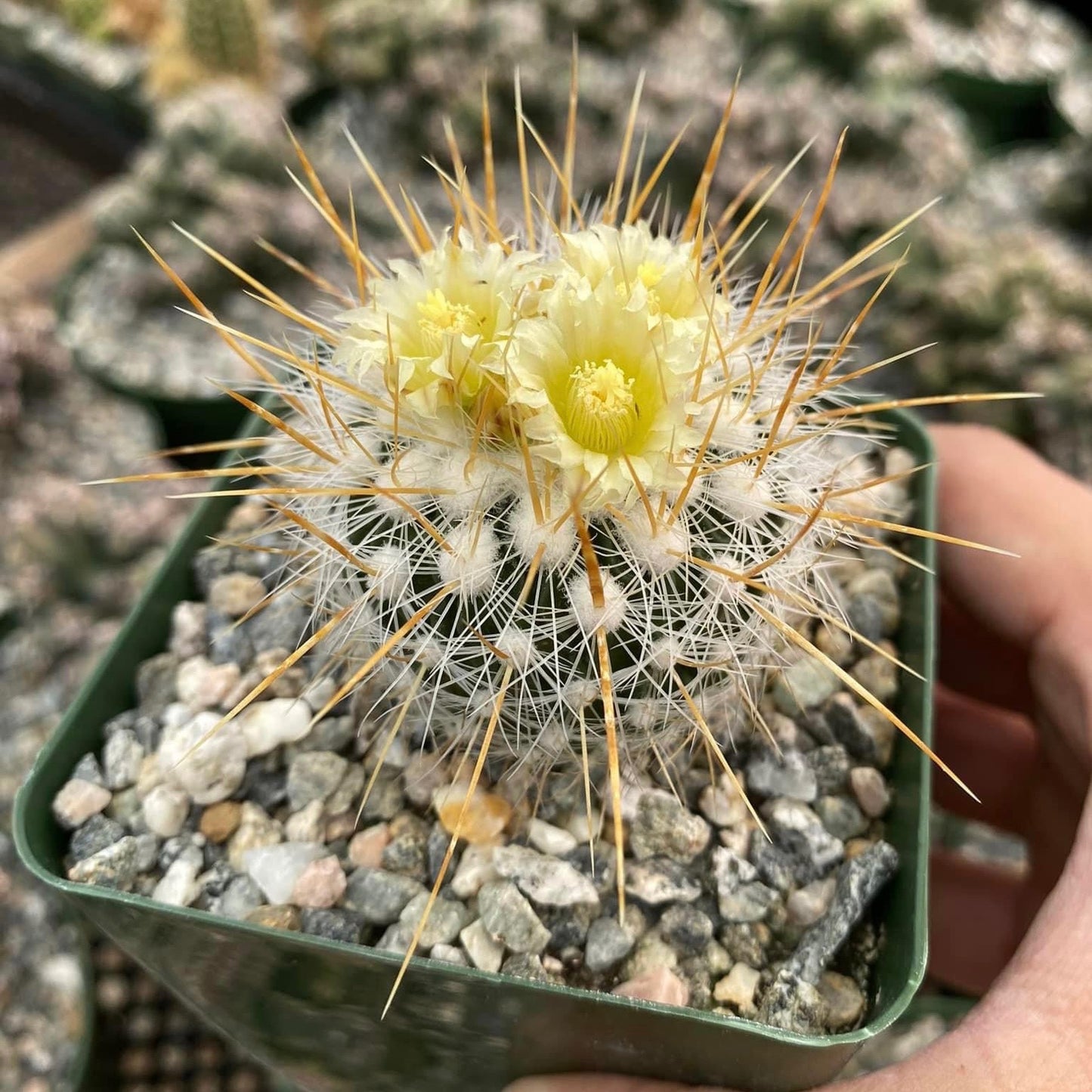 Echinofossulocactus albatus