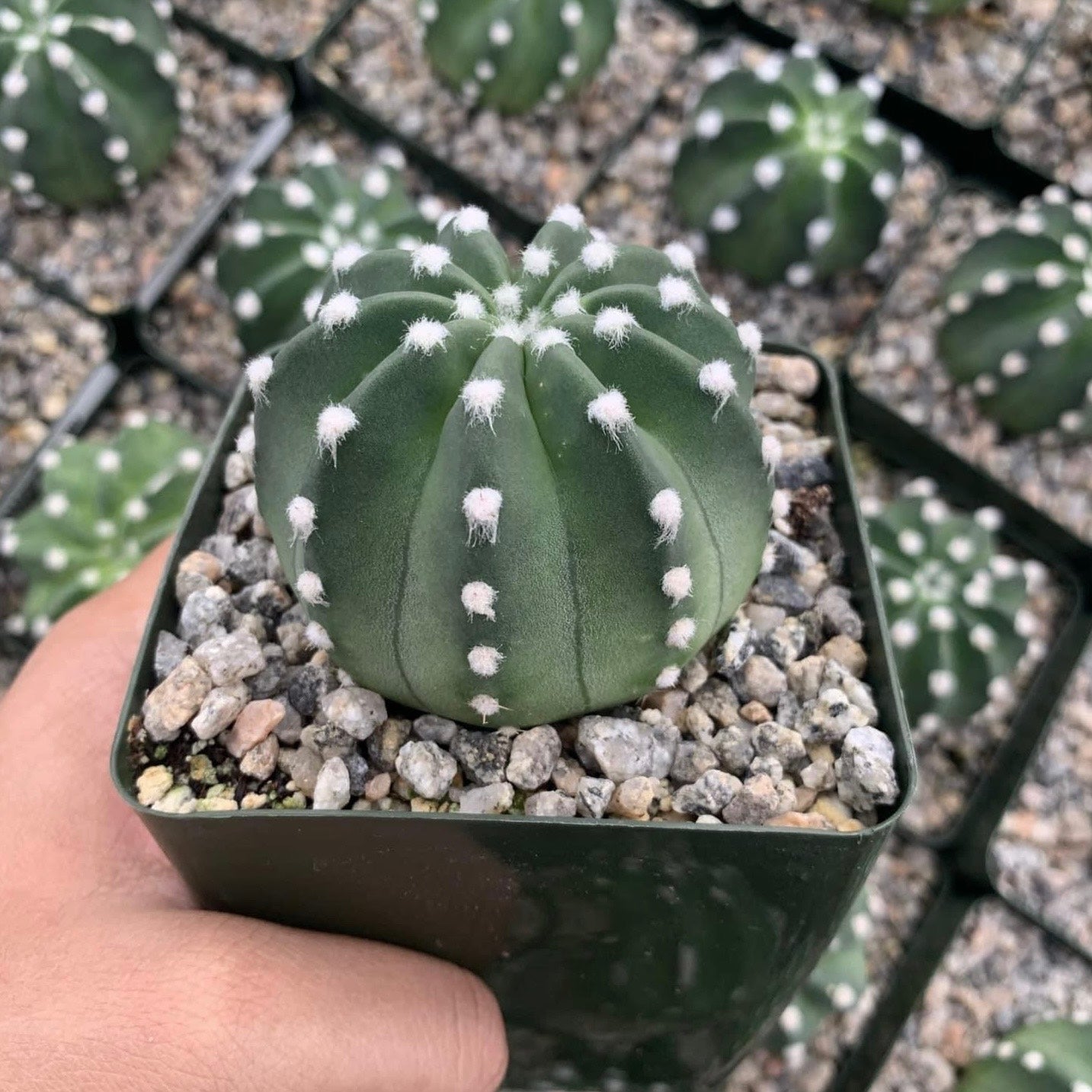 Echinopsis Domino