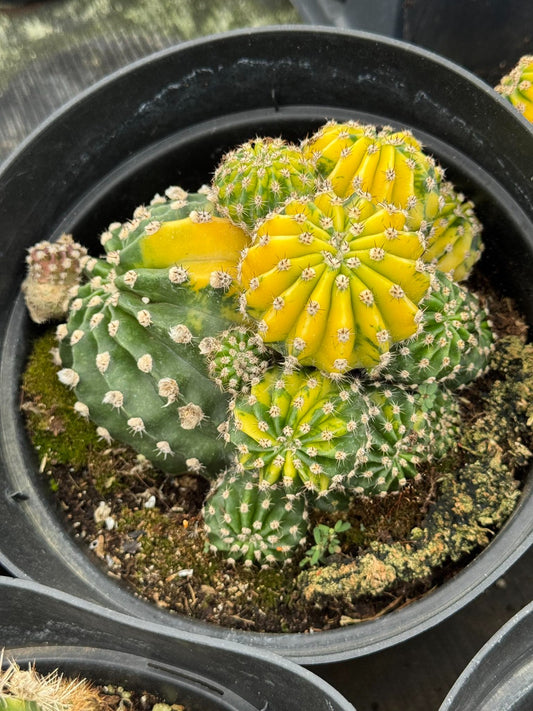 Echinopsis Oxygona variegada 8"