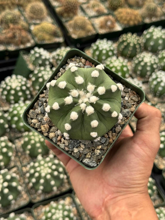 Echinopsis Domino