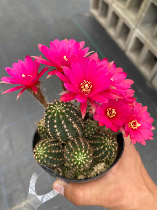 Echinopsis rose quartz