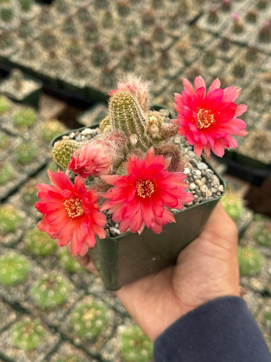 Echinopsis chamacereus híbrido