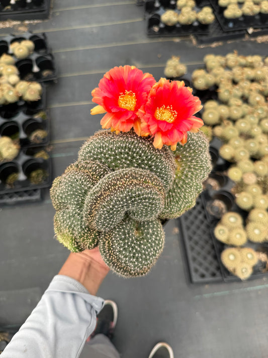 Echinopsis flambeau crestada