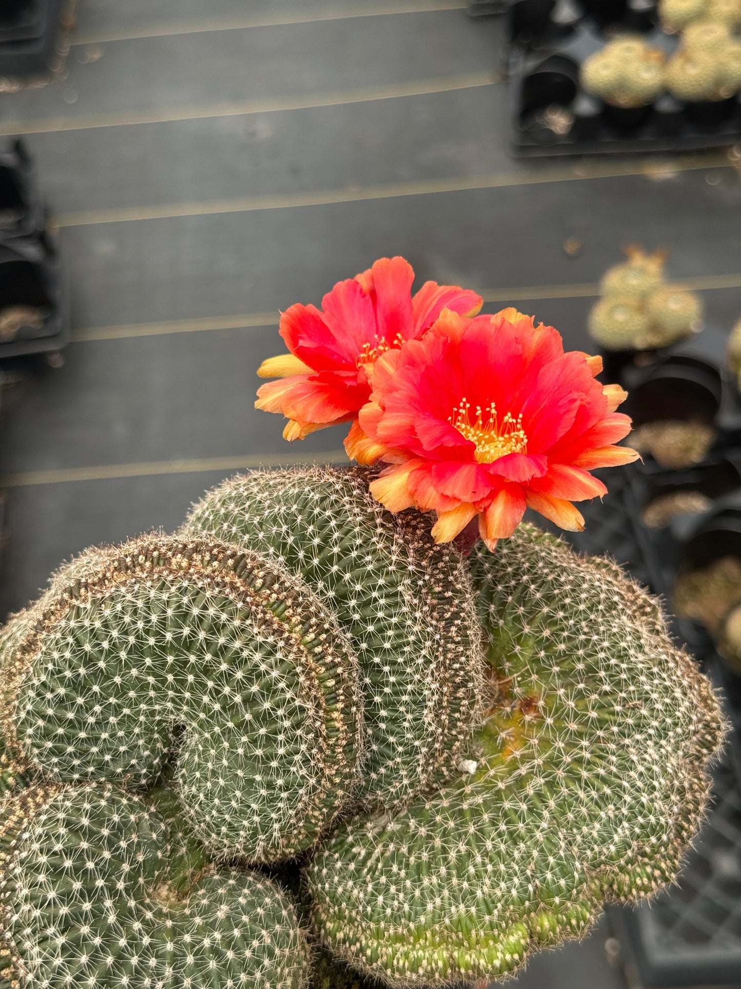Echinopsis flambeau crestada