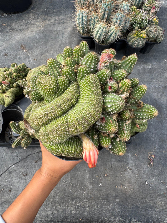 Echinopsis rose quartz crestada