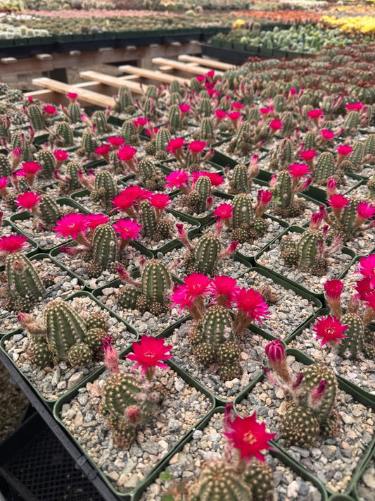 Echinopsis rose quartz os