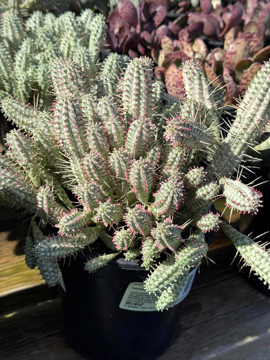 Euphorbia Mammillaris Variegada