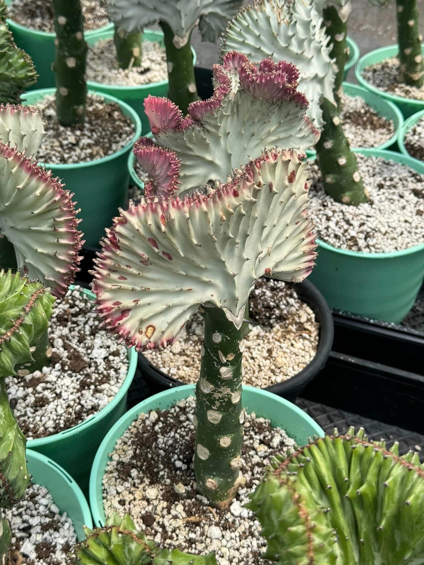 Euphorbia láctea (verde, blanca y rosa)