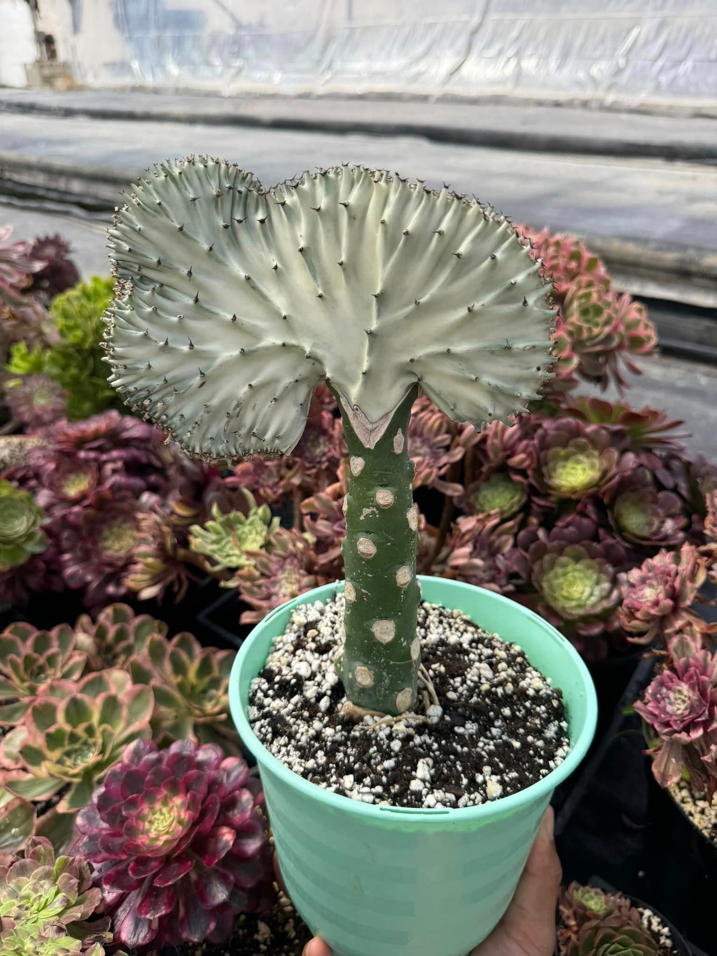 Euphorbia láctea (verde y blanca)