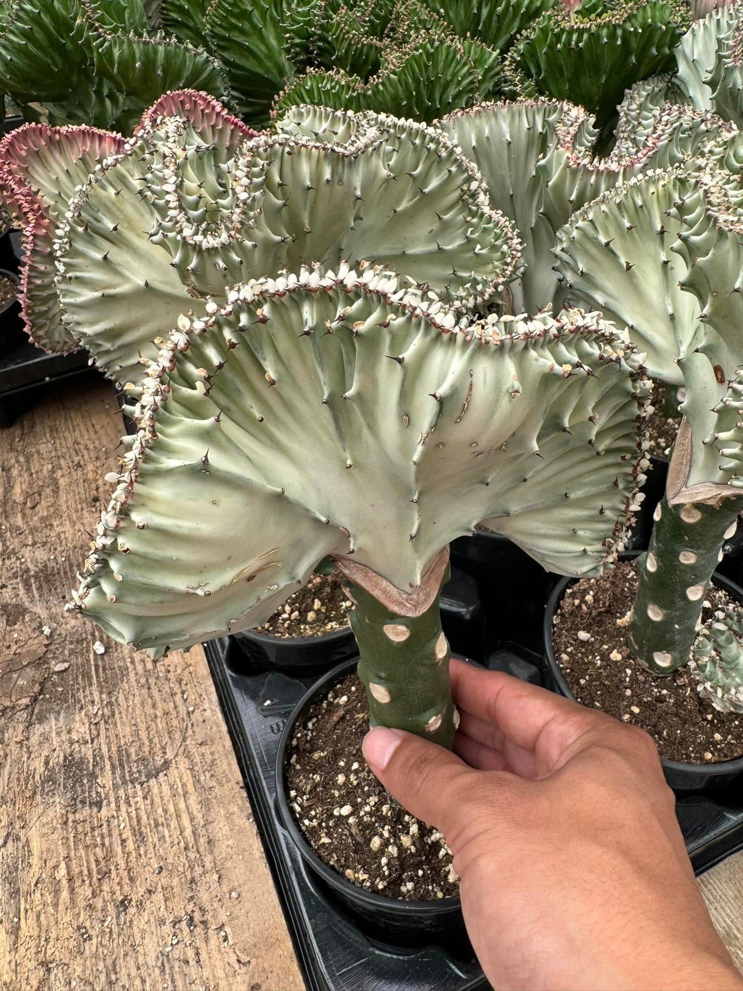 Euphorbia láctea (verde y blanca)