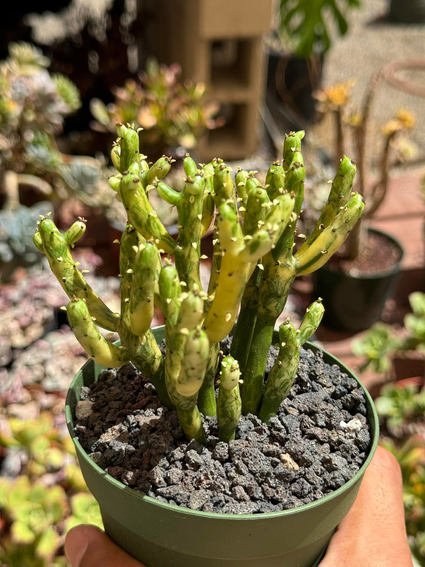 Euphorbia leucondendron Variegada