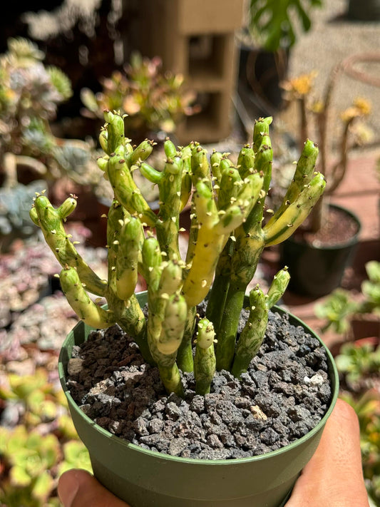 Euphorbia leucodendron variegado