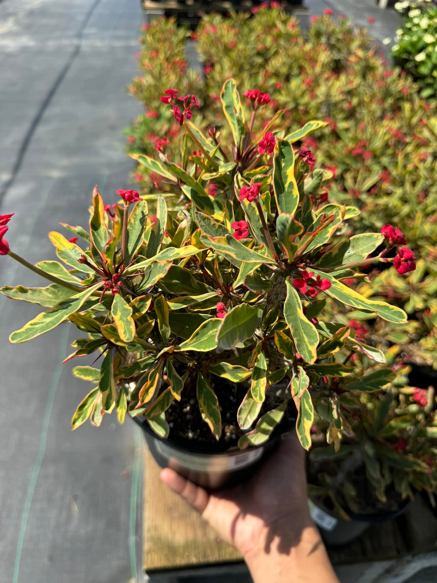 Euphorbia milii (corona de Cristo) Variegada