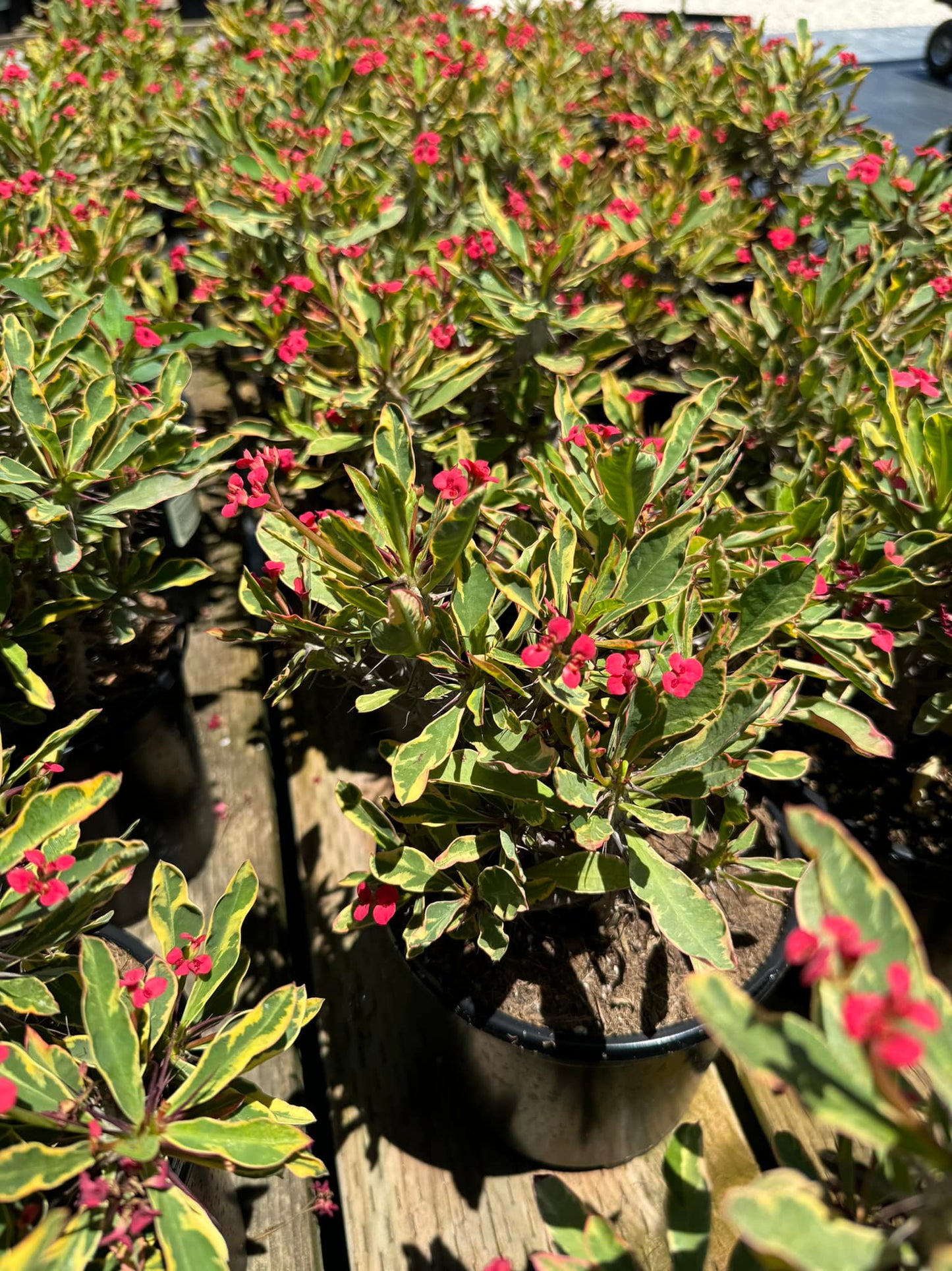 Euphorbia milii (corona de Cristo) Variegada